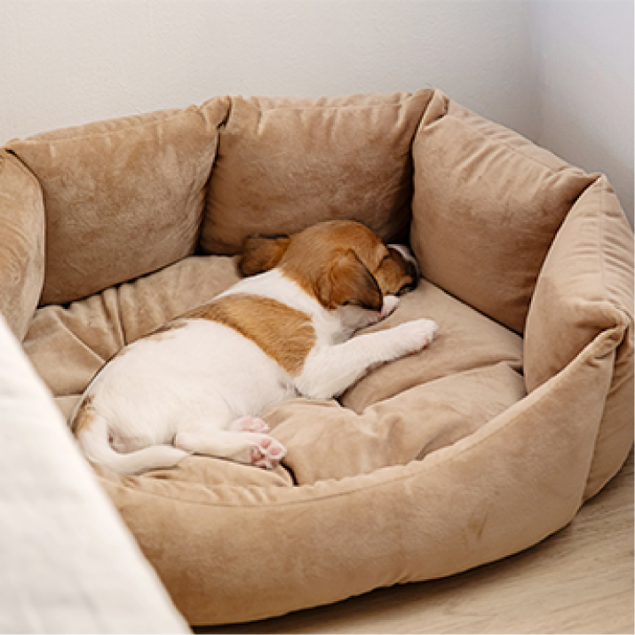 Perro cachorro durmiendo en su cama.jpg